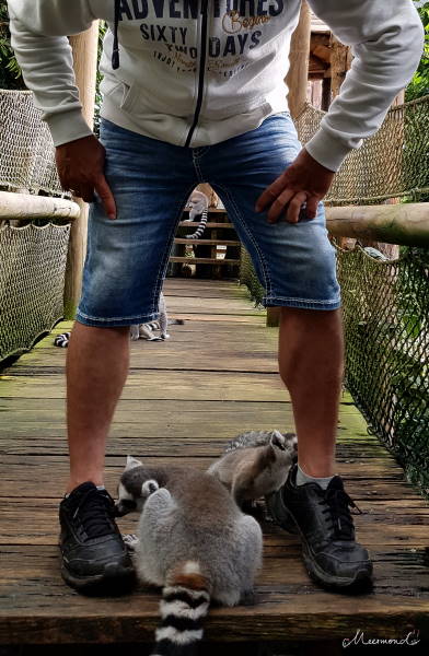Lemuren lecken Schuhe ab