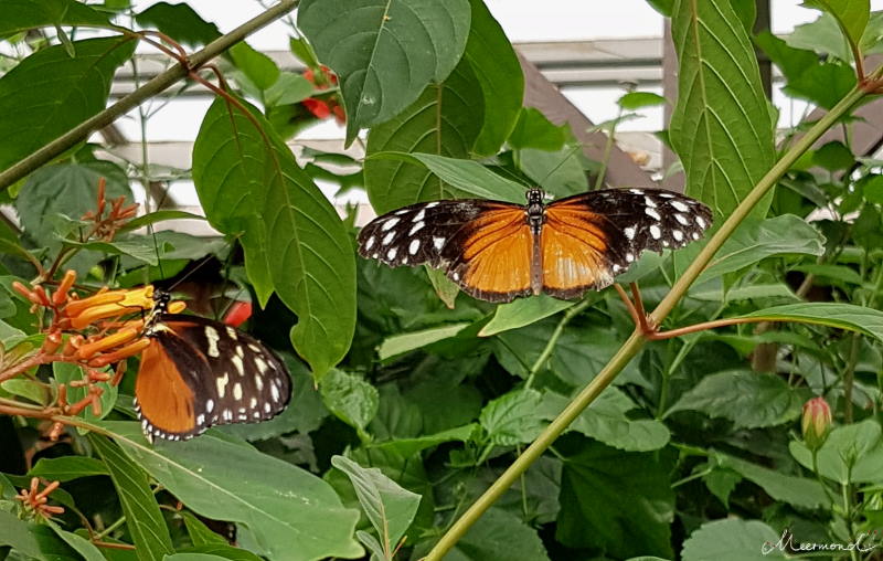 Orange Schmetterlinge 