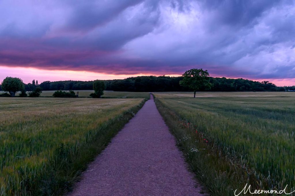Dunkle Wolken über einem Wäldchen, beschienen vom Sonnenuntergang und davor ein Weg durch ein grünes Weizenfeld