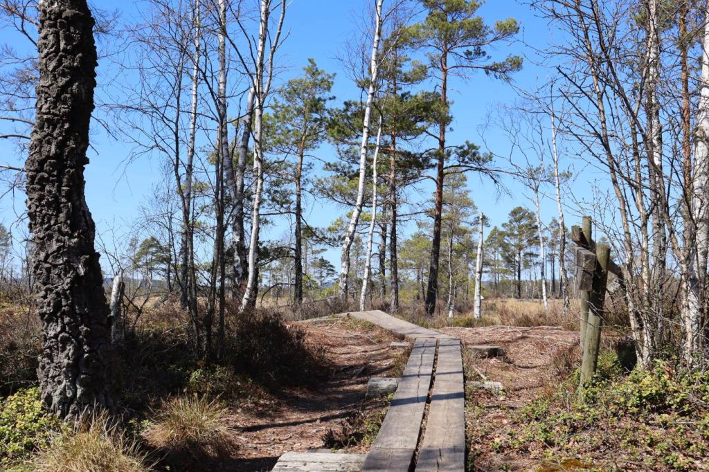 Wanderweg mit Planken, der durch die Vegetation des Store Mosse Nationalparks im Småland führt.  